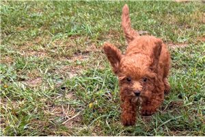 Neely - Poodle, Toy for sale