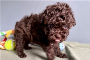 Katherine - Toy Poodle for sale