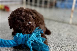 Katherine - Poodle, Toy for sale