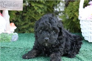Lalita - Poodle, Toy for sale