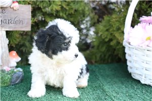 Kutcher - Toy Poodle for sale