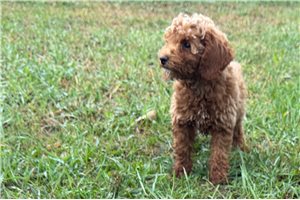 Orlando - Poodle, Toy for sale