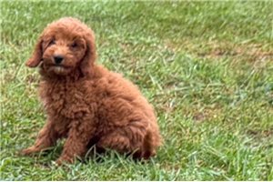 Owen - Poodle, Toy for sale