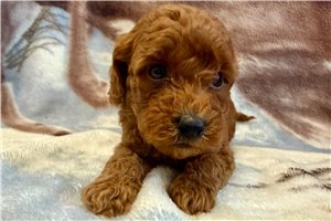 Enzo - Poodle, Toy for sale
