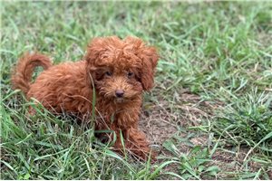 Neely - Poodle, Toy for sale