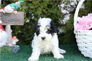 Laika - Poodle, Toy for sale
