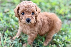 Octavia - puppy for sale