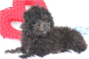 Xander - Poodle, Toy for sale