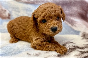 Emiliano - Poodle, Toy for sale