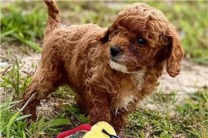 Nigel - puppy for sale