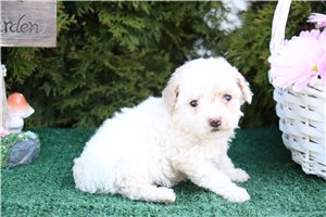Lala - Poodle, Toy for sale