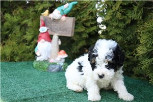 Laika - Toy Poodle for sale