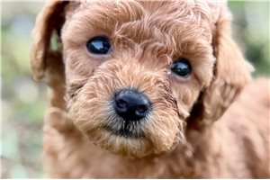Orlando - Poodle, Toy for sale