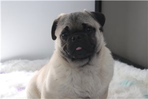 Conner - Pug for sale