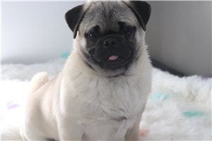 Conner - Pug for sale