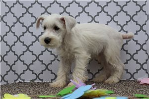 Prince - Schnauzer, Miniature for sale