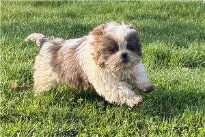 Grayson - Shih Tzu for sale