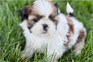 Kinsley - Shih Tzu for sale