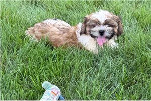 Reynolds - Shih Tzu for sale