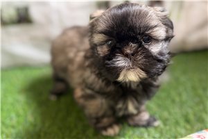 Fiona - Shih Tzu for sale