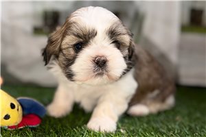 Graham - puppy for sale