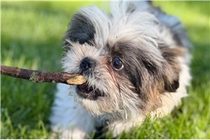 Grayson - Shih Tzu for sale