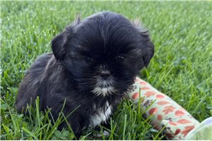 Jewel - Shih Tzu for sale