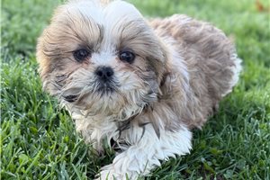 Graham - Shih Tzu for sale