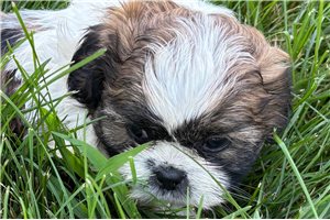 Reid - Shih Tzu for sale