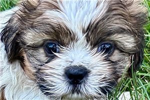 Reynolds - Shih Tzu for sale