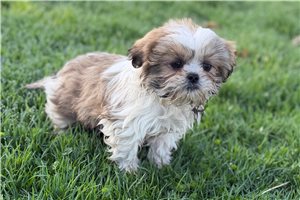 Graham - Shih Tzu for sale