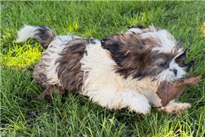 Reid - Shih Tzu for sale