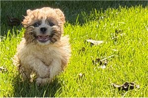 Reynolds - Shih Tzu for sale