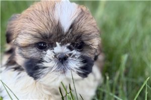 Kora - Shih Tzu for sale