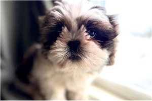 Grayson - Shih Tzu for sale