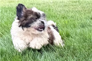 Reid - Shih Tzu for sale
