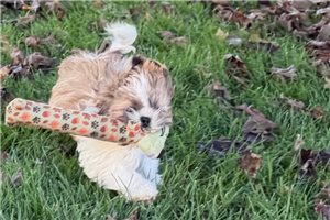 Reynolds - Shih Tzu for sale