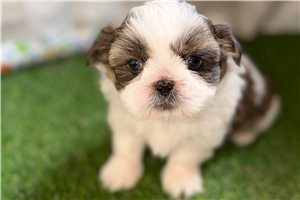 Grayson - puppy for sale