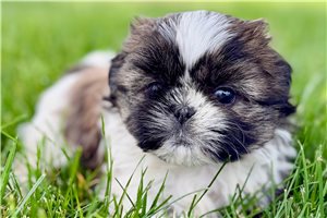 Kendall - puppy for sale