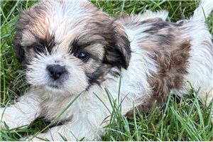Rhonda - puppy for sale
