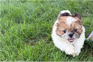 Rosie - Shih Tzu for sale