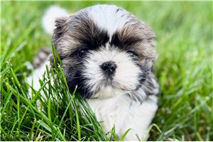 Katie - Shih Tzu for sale
