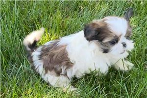 Kinsley - Shih Tzu for sale