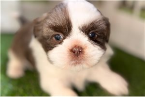 Grace - Shih Tzu for sale