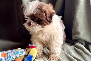 Graham - Shih Tzu for sale