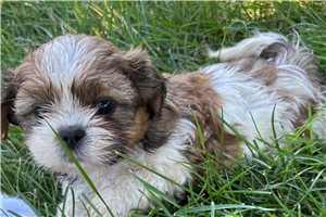 Rhett - puppy for sale