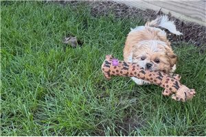 Rosie - Shih Tzu for sale