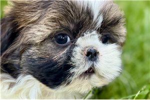 Katie - Shih Tzu for sale