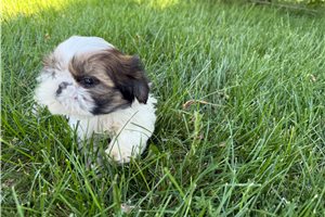 Kinsley - Shih Tzu for sale