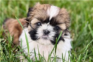 Kora - puppy for sale